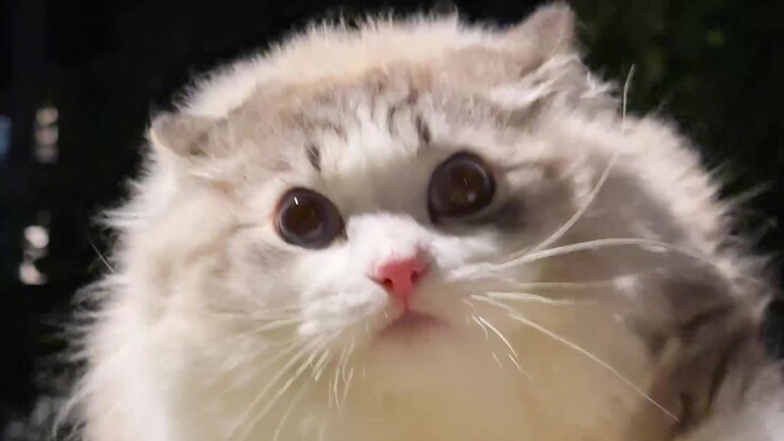 Taking my cat out, only to have it taken turns petting by a group of kids.