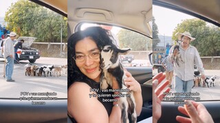 حتى قيادة السيارة لن تتمكن من إيقاف حماس العم في بيع الجدي الصغير!