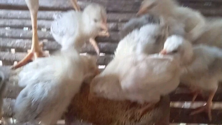 Well come to the nw word nokis