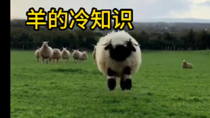 สำรวจเกร็ดความรู้แปลกๆ เกี่ยวกับแกะ ตั้งแต่แกะหางใหญ่ไปจนถึงแกะที่เป็นลม ลักษณะเด่นของแกะแต่ละชนิดค่