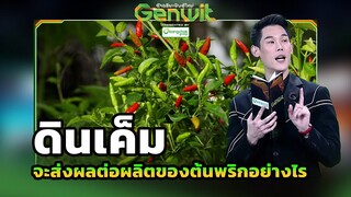 ดินเค็ม ส่งผลต่อผลิตของต้นพริกอย่างไร  | Genwit อัจฉริยะพันธุ์ใหม่