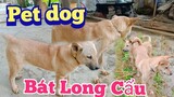 Chó Bát Long Cẩu | cuộc dạo chơi thú vị cùng chú chó| pet dog.