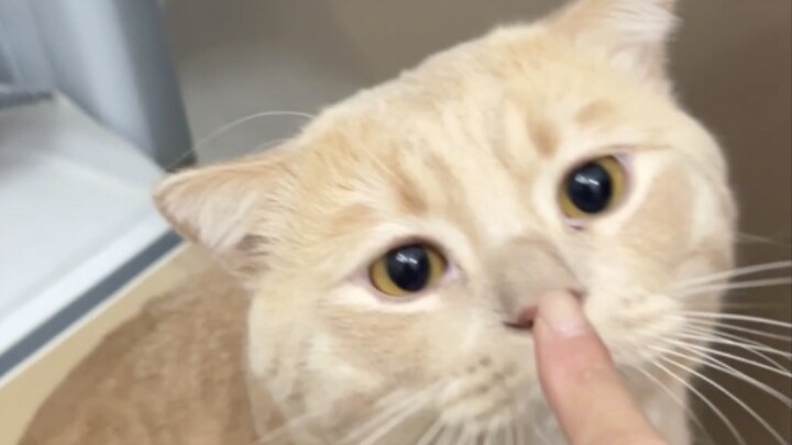 The cat suffering from static electricity has appeared, haha