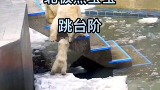 แม่หมีขาวสอนลูกน้อยให้กระโดดข้ามบันได