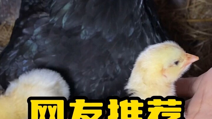 Netizen merekomendasikan ayam klasik menetas