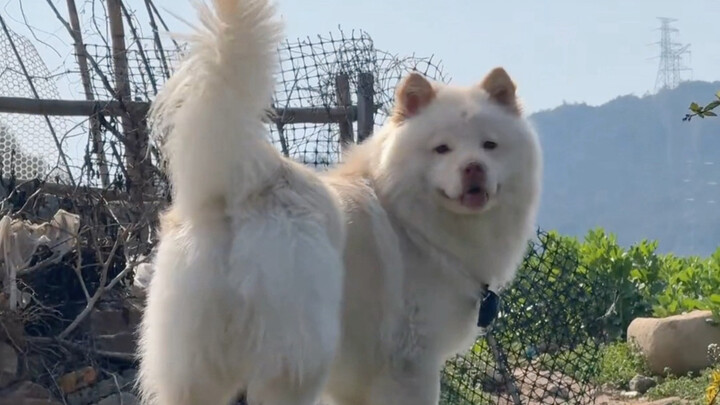 Bác sĩ bảo: Con chó của anh sau này lớn lên sẽ rất đẹp trai.