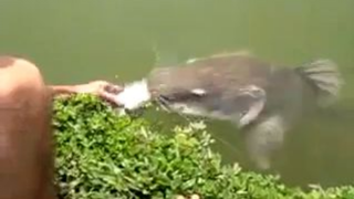 Massive fish eats Massive Fish