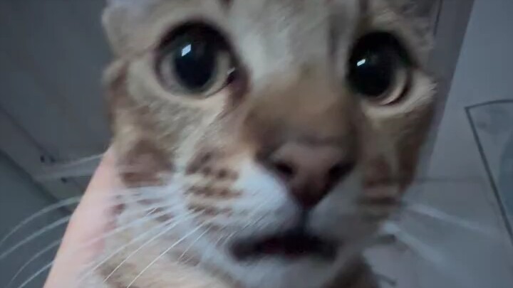 Teman bilang suara kucing menyerupai Guru Cai Ming...