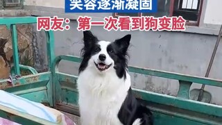 Chó Border Collie thầm nghĩ, mình đúng là chó thật, còn cậu đúng là chó thật, cứ tìm đủ mọi cách để 