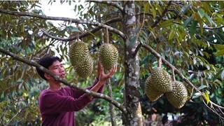 Hái Sầu Riêng Làm Món Xôi Sầu Riêng Và Bánh Chiên Ăn Ngon Ngày Mưa Dầm