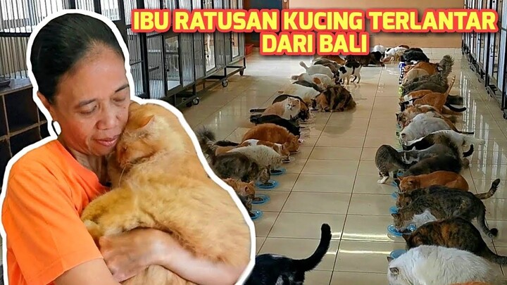 IBU RATUSAN KUCING TERLANTAR DI BALI (PART 1/2)