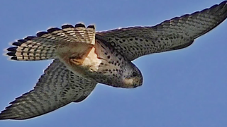 Kestrel Hovering - นกบินในการเคลื่อนไหวช้า