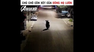 Chú Chó Xót Lại Của Dòng Họ Lươn