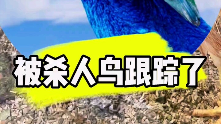 我被杀人鸟跟踪了，咋办？