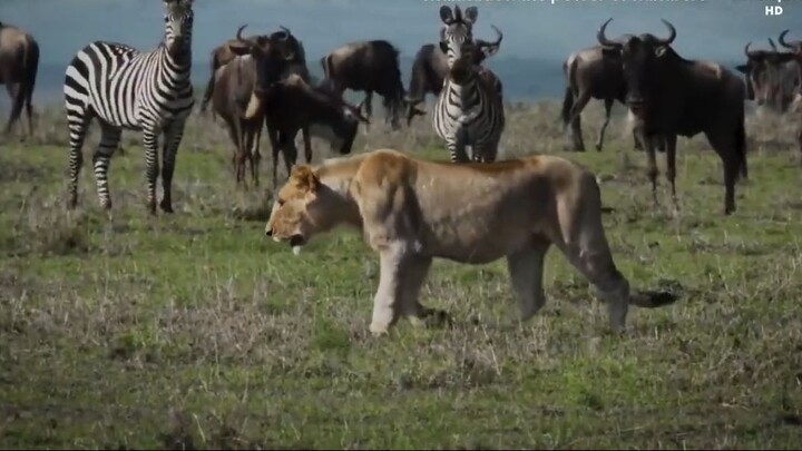 Power of Numbers_ Wildlife Survival Strategies _ Animal documentary _ Wildlife D