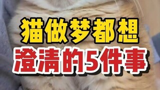 ห้าเรื่องที่แมวฝันอยากชี้แจงให้กระจ่าง...