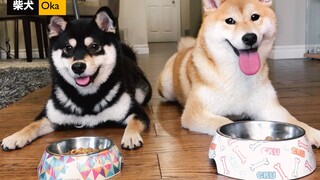 เจ้าของออกจากบ้านแล้วลืมบอกรหัสผ่าน ชิบะอินุจะแอบกินอาหารไหม? [ศูนย์เฝ้าติดตามชิบะอินุ]