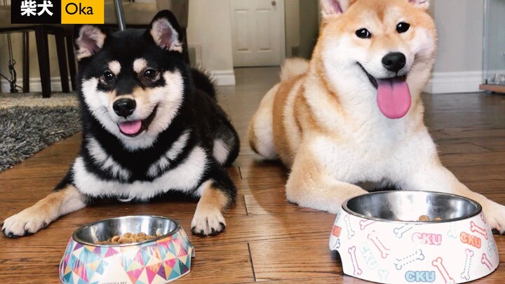 Will a Shiba Inu sneak a snack if its owner forgets to give the password before heading out? [Shiba 