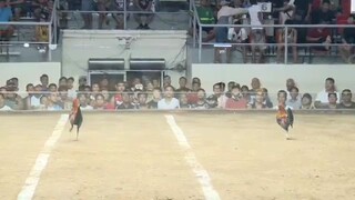 First fight October 31 CDM. Maganda ginawa di sinamahan ng swerte