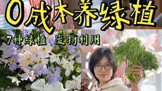 شراء النباتات الخضراء بـ 0 يوان؟! النباتات الخضراء الشهيرة، خُذها إلى منزلك دون دفع أي سنت!