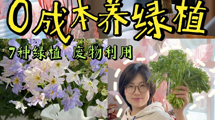 شراء النباتات الخضراء بـ 0 يوان؟! النباتات الخضراء الشهيرة، خُذها إلى منزلك دون دفع أي سنت!