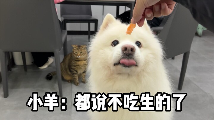 Little Sheep: I already said I’m not eating raw food anymore!