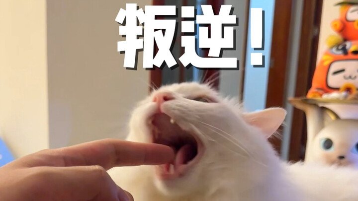 Do you really like biting cats or not?