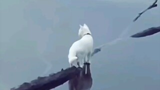 Why aren’t there any ripples when the kitty walks into the water?