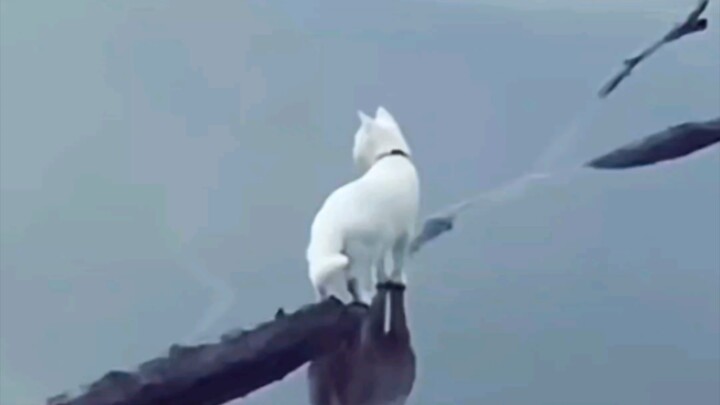 لماذا لا تظهر تموجات الماء بجانب الهرة عندما تدخل الماء؟