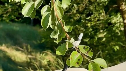 If it were Lu Xun, how would he describe the shape of the wind?