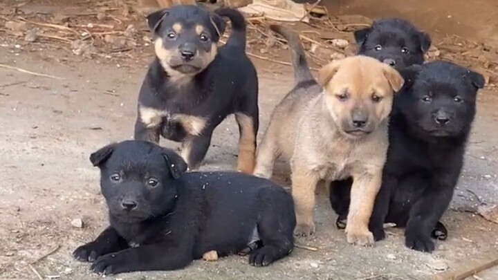 ฮีโร่ตัวใหม่ นาญาฟิลี ทีมพาวเวอร์พัฟเกิร์ลมาแล้ว!