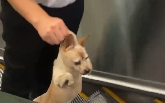 A Stray Monk Dog That Went Astray into the Subway