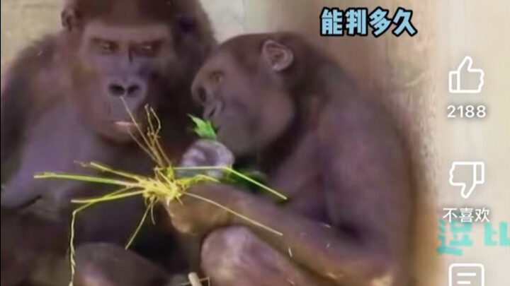 Netizen Taiwan ramai mengomentari “dubbing hewan kocak dari Tiongkok Daratan”