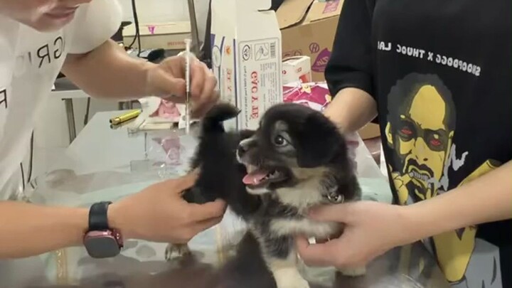 ลูกหมา: “น่าแปลกนะ ทำไมพอเจ้าลูกฉลามขยับตัวทีไร ก็รู้สึกเจ็บๆ ตามตัวทุกทีเลย”