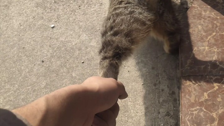 On How to Keep a Kitten