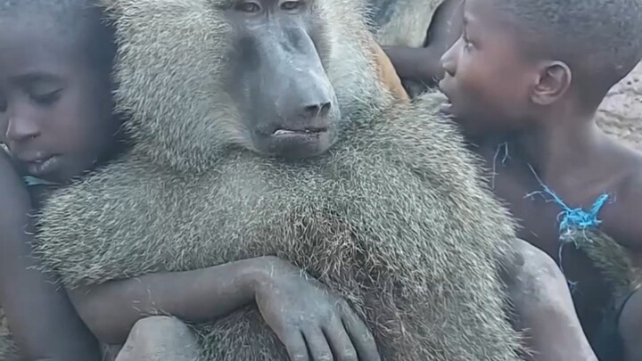 ชนเผ่าดั้งเดิมในแอฟริกากินลิงบาบูน