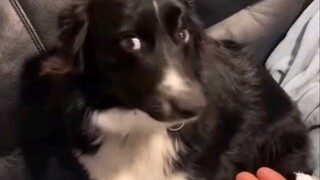 狗狗犯错后的心虚行为大赏