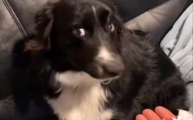 جائزة التكريم لأفعال الكلاب الخجولة بعد ارتكاب الأخطاء