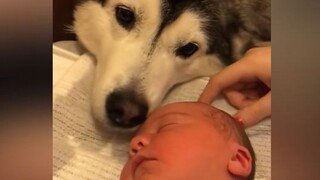 从出生就陪伴着他长大的狗狗，最后在他的怀里离开了。