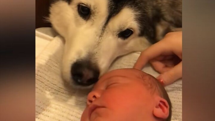 The dog that had been by his side since birth finally passed away in his arms.