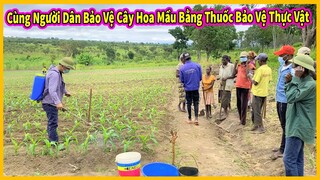 Bản Ahanga Tập 8 || Cùng Người Dân Bảo Vệ Cây Hoa Mầu Bằng Thuốc Bảo Vệ Thực Vật