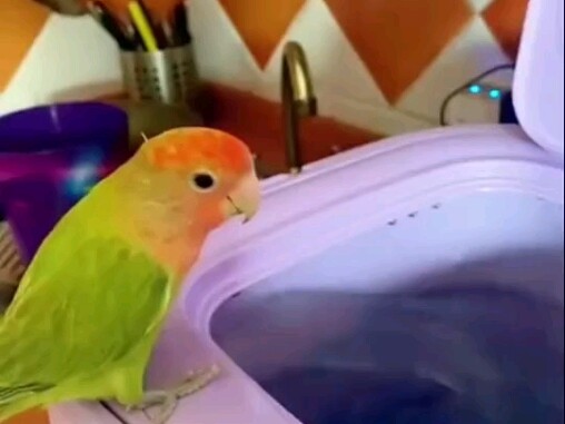 Burung