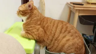 [Cat] My orange cat is waiting for me to pat on its butt