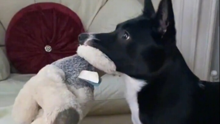 It seems to get it! It’s even fully immersed. This pupper must think it’s so epic. Paw-some rating: 