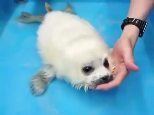 Chú hải cẩu nhỏ