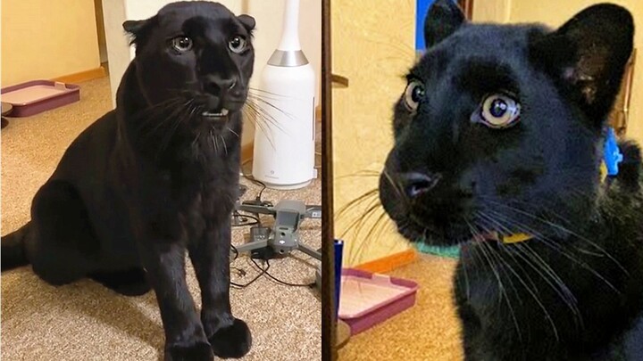 This little black leopard is so well-behaved!