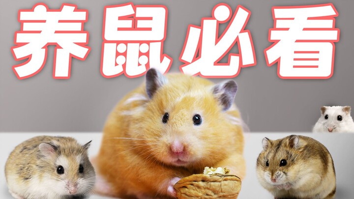 [لا بد من المشاهدة لمربي الفئران] دليل تربية الهامستر: اقرأه قبل البدء في تربيته!