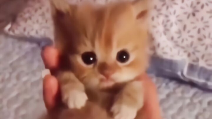 Mèo con: Sao anh dữ với em vậy! (´･_･`)