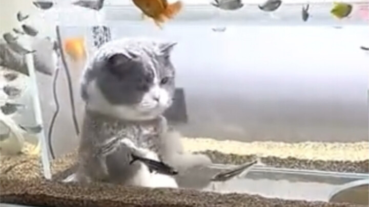 Membudidayakan ikan dan memelihara kucing sama sekali tidak bertentangan! Bisa pertimbangkan bikin a