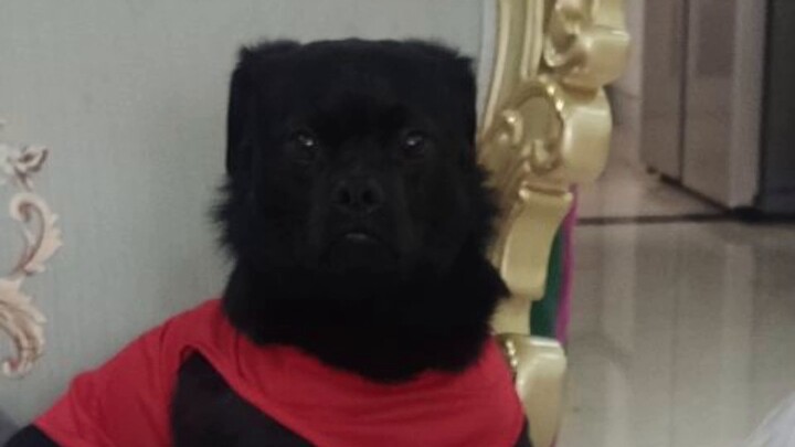 Thời gian như dao giết chó (: Ah ah ah ah, trả con chó cái của tôi lại cho tôi!)